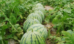 娱乐圈瓜的吃瓜心得,揭秘幕后真相与趣味八卦