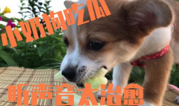 娱乐圈吃瓜小狗是谁,揭秘神秘网友背后的真实身份